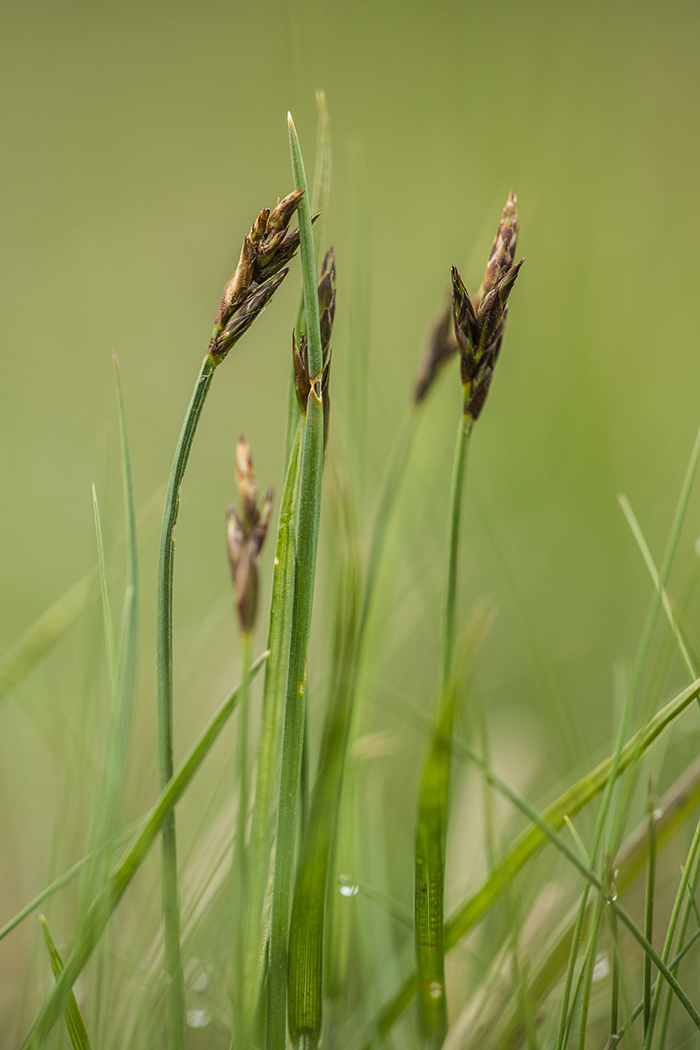 Image of Carex praecox specimen.