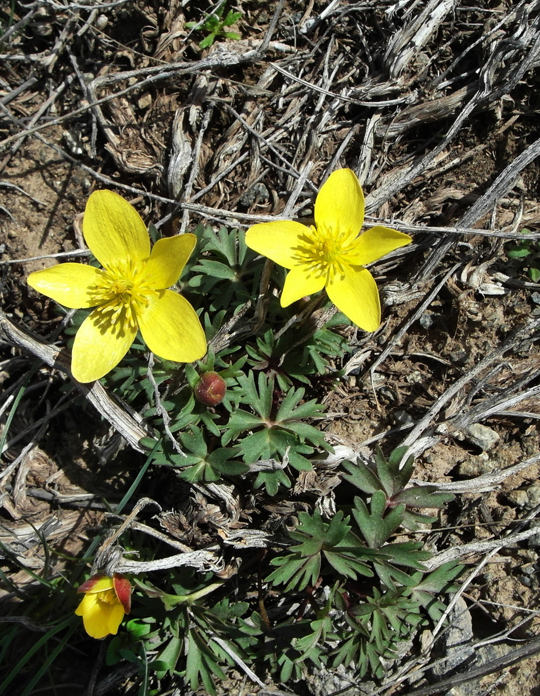 Image of Anemone petiolulosa specimen.