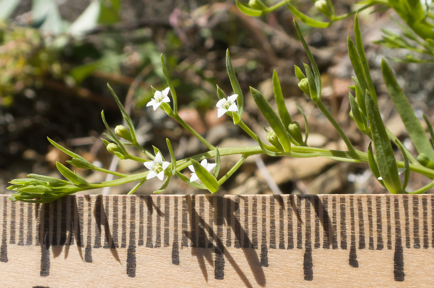 Image of Thesium ramosum specimen.