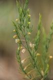 Asparagus officinalis