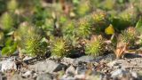 Trifolium lappaceum