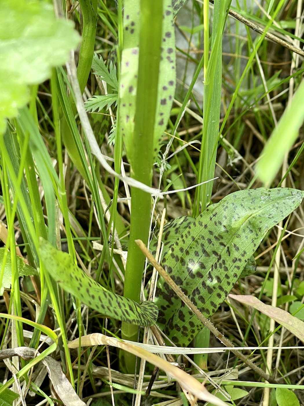 Изображение особи род Dactylorhiza.