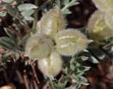 Oxytropis tragacanthoides. Соплодие. Алтай, Кош-Агачский р-н, 3 км СВ с. Кокоря, сухое русло на дне степной балки. 24 июня 2022 г.