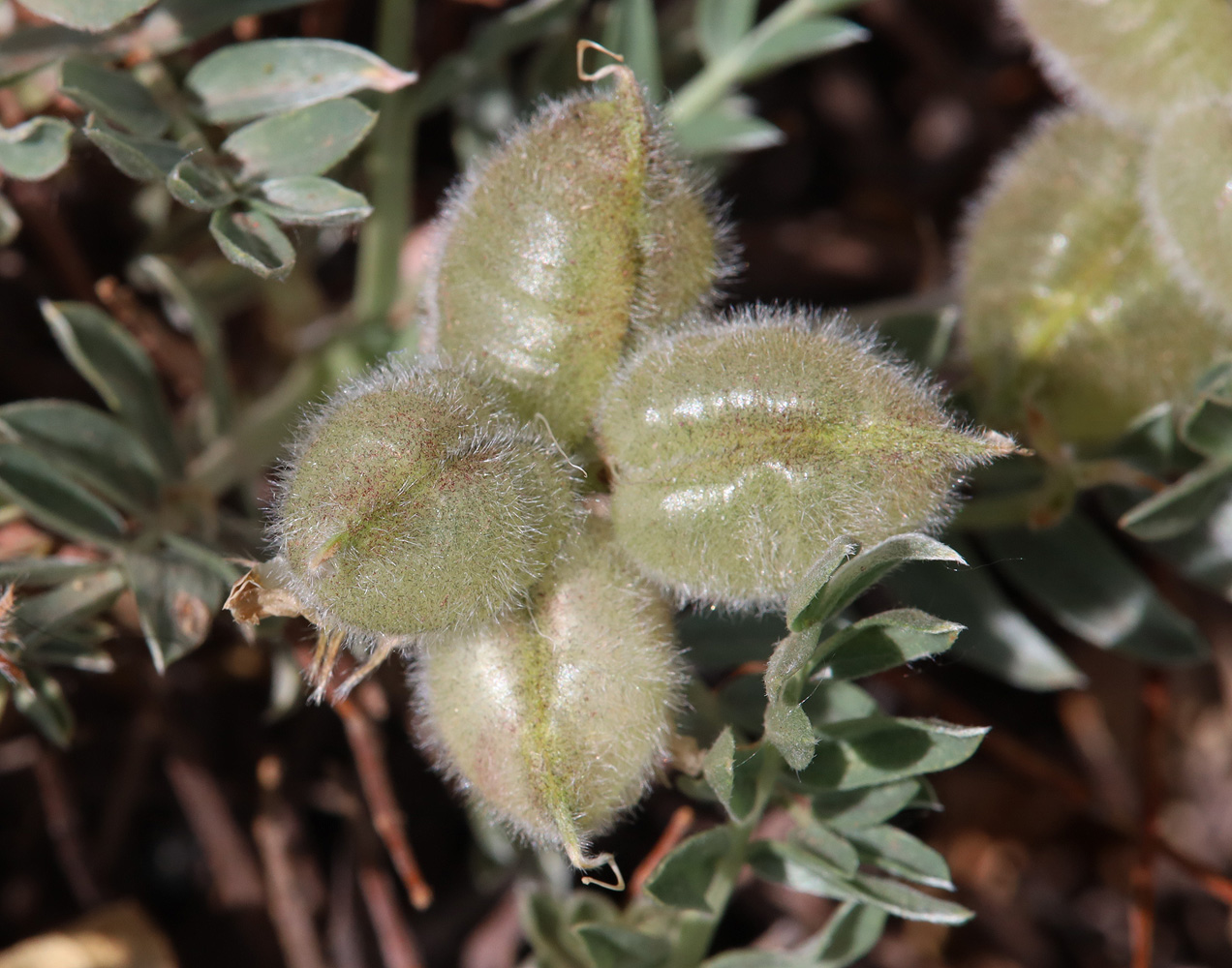 Изображение особи Oxytropis tragacanthoides.