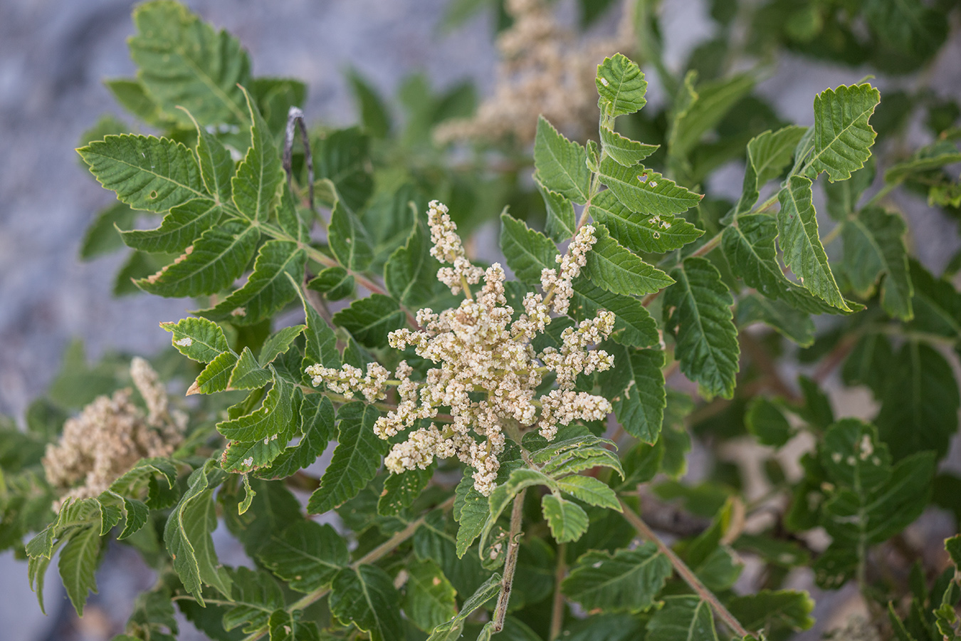 Image of Rhus coriaria specimen.