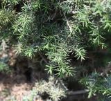 Juniperus oblonga. Ветвь. Республика Ингушетия, Джейрахский р-н, окр. храма Тхаба-Ерды со стороны реки Гулойхи, остепнённый луг лесного пояса. 20 июня 2022 г.