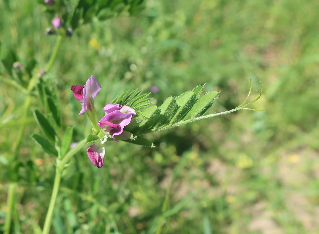 Изображение особи Vicia sativa.