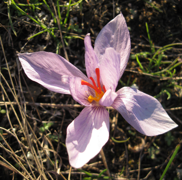 Изображение особи Crocus pallasii.