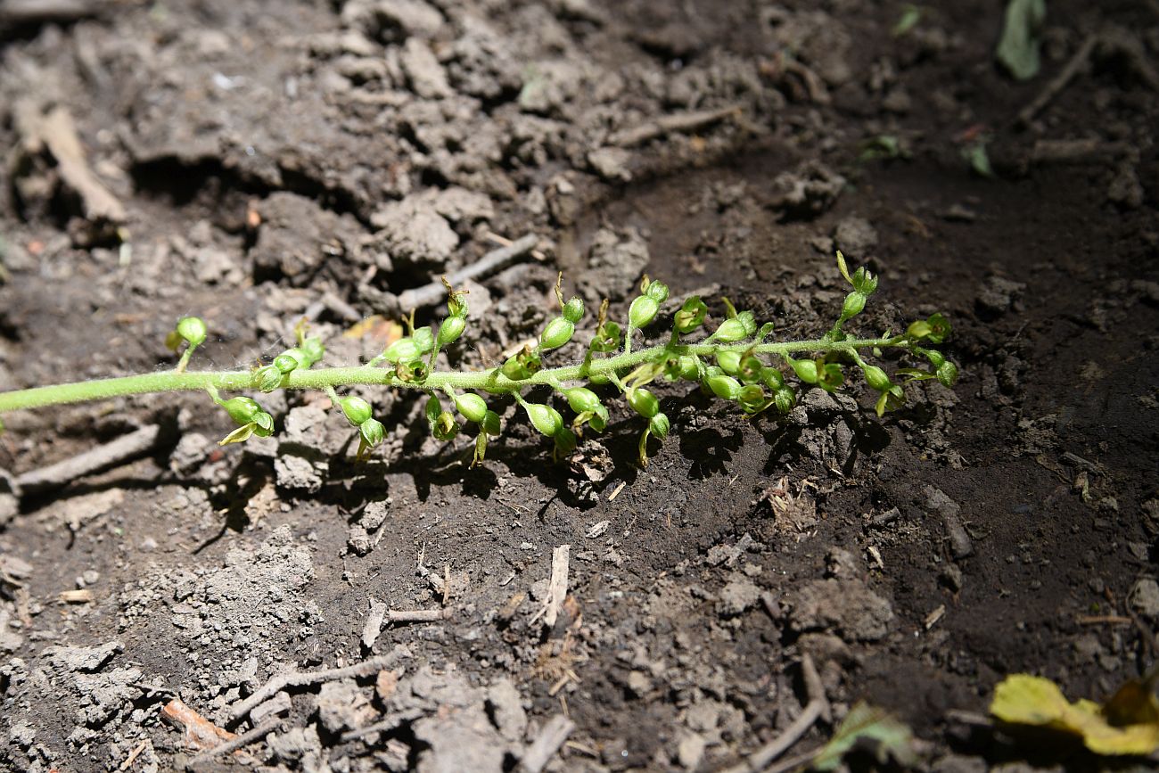 Image of Listera ovata specimen.