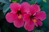 Hibiscus rosa-sinensis. Цветки. Израиль, г. Бат-Ям, в культуре. 13.09.2022.
