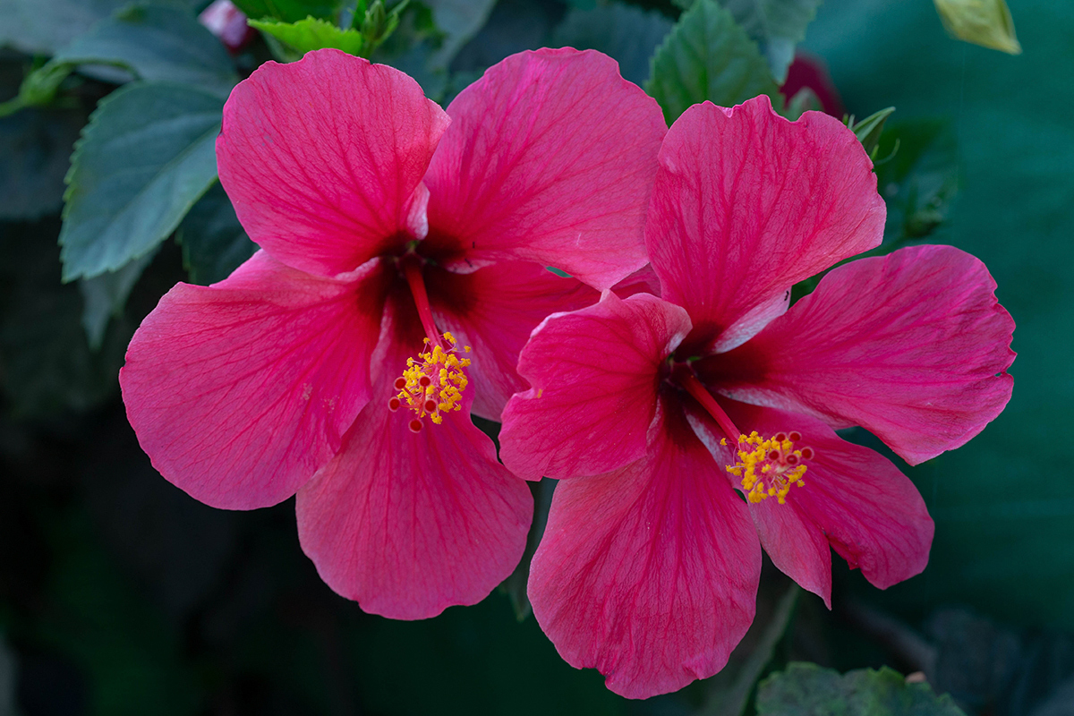 Image of Hibiscus rosa-sinensis specimen.