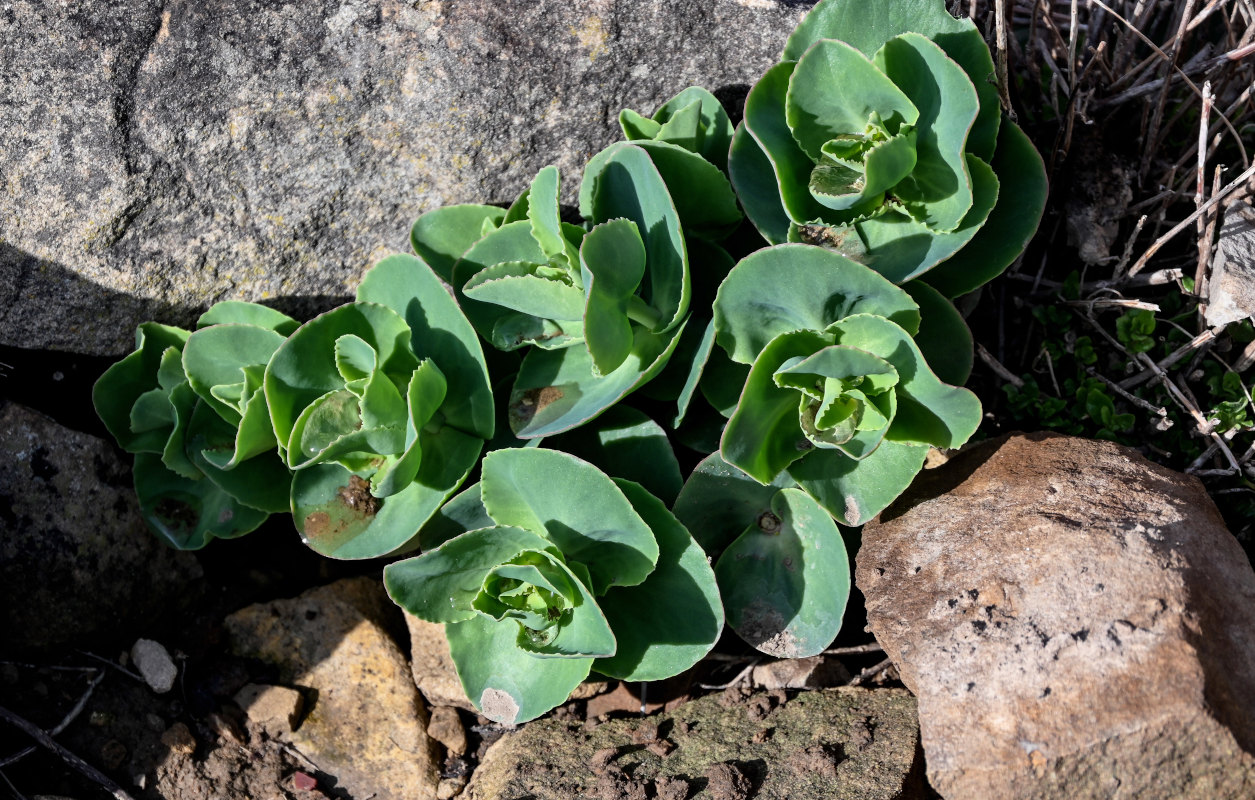 Изображение особи Hylotelephium caucasicum.