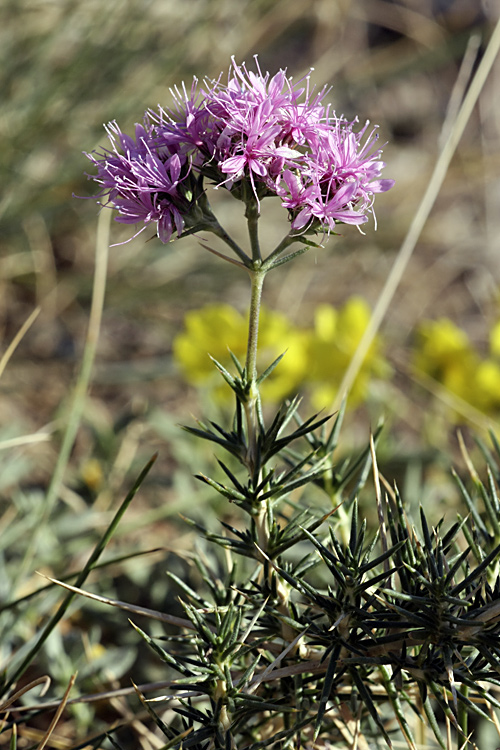 Image of Acanthophyllum pungens specimen.