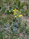 Potentilla hololeuca. Цветущее растение. Киргизия, Ошская обл., Памир, Заалайский хр., берег оз. Тулпар-Кёль, ≈ 3600 м н.у.м., альпийский луг. 04.07.2022.