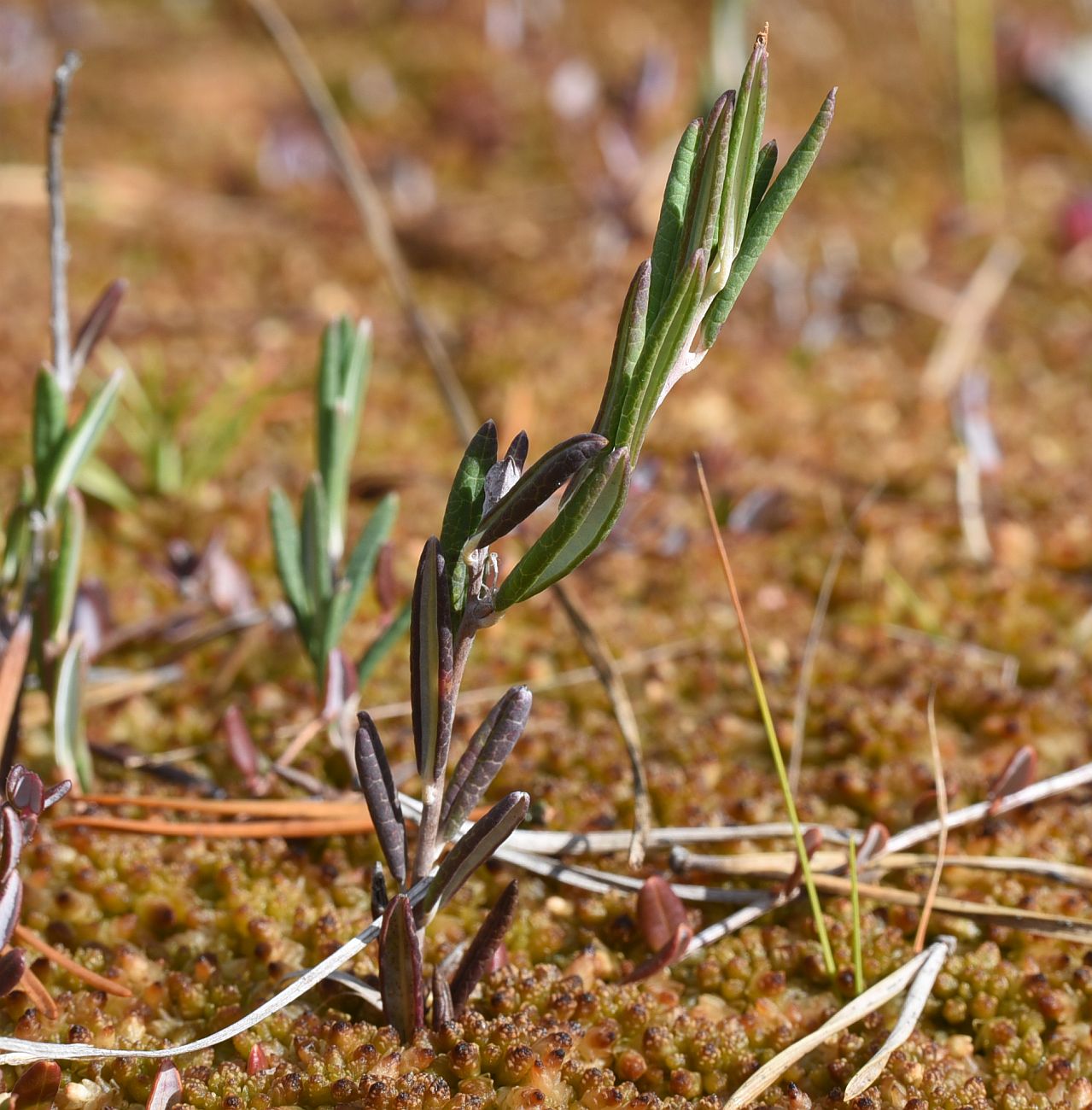 Image of Andromeda polifolia specimen.