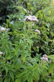 Eupatorium cannabinum