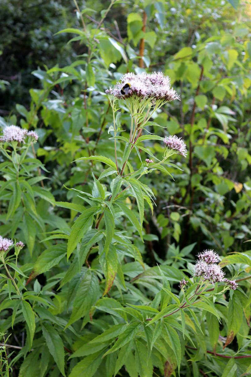 Image of Eupatorium cannabinum specimen.