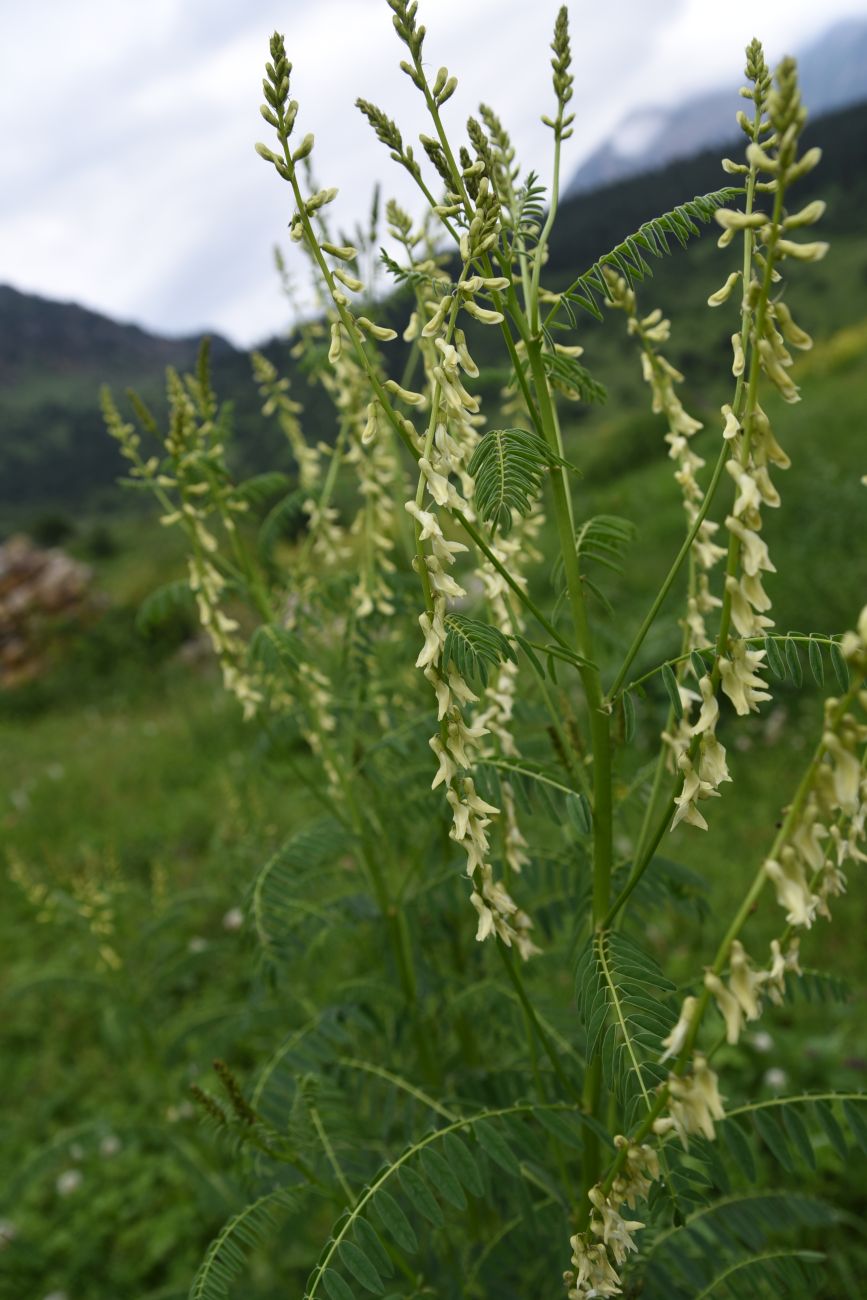 Изображение особи Astragalus galegiformis.