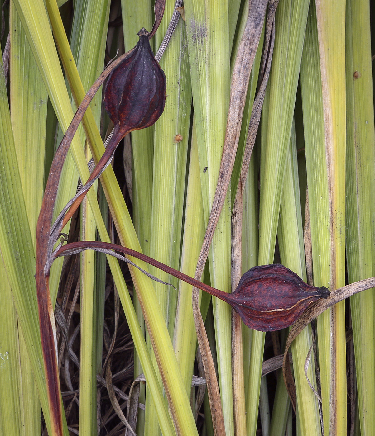 Image of genus Iris specimen.
