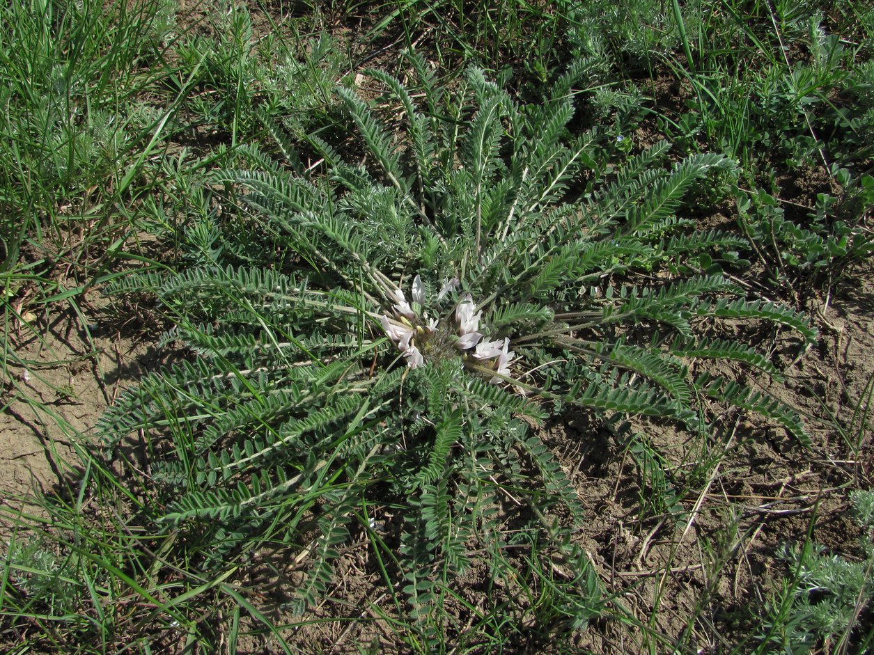 Image of Astragalus dolichophyllus specimen.