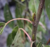 Populus longifolia