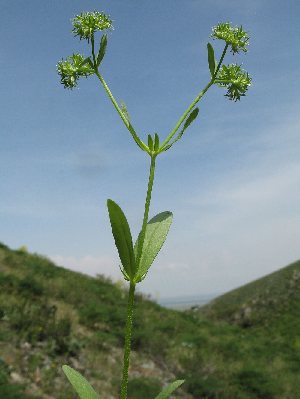 Изображение особи Valerianella dactylophylla.