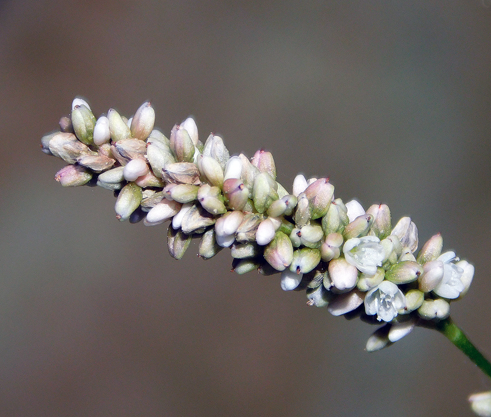 Image of Persicaria lapathifolia specimen.