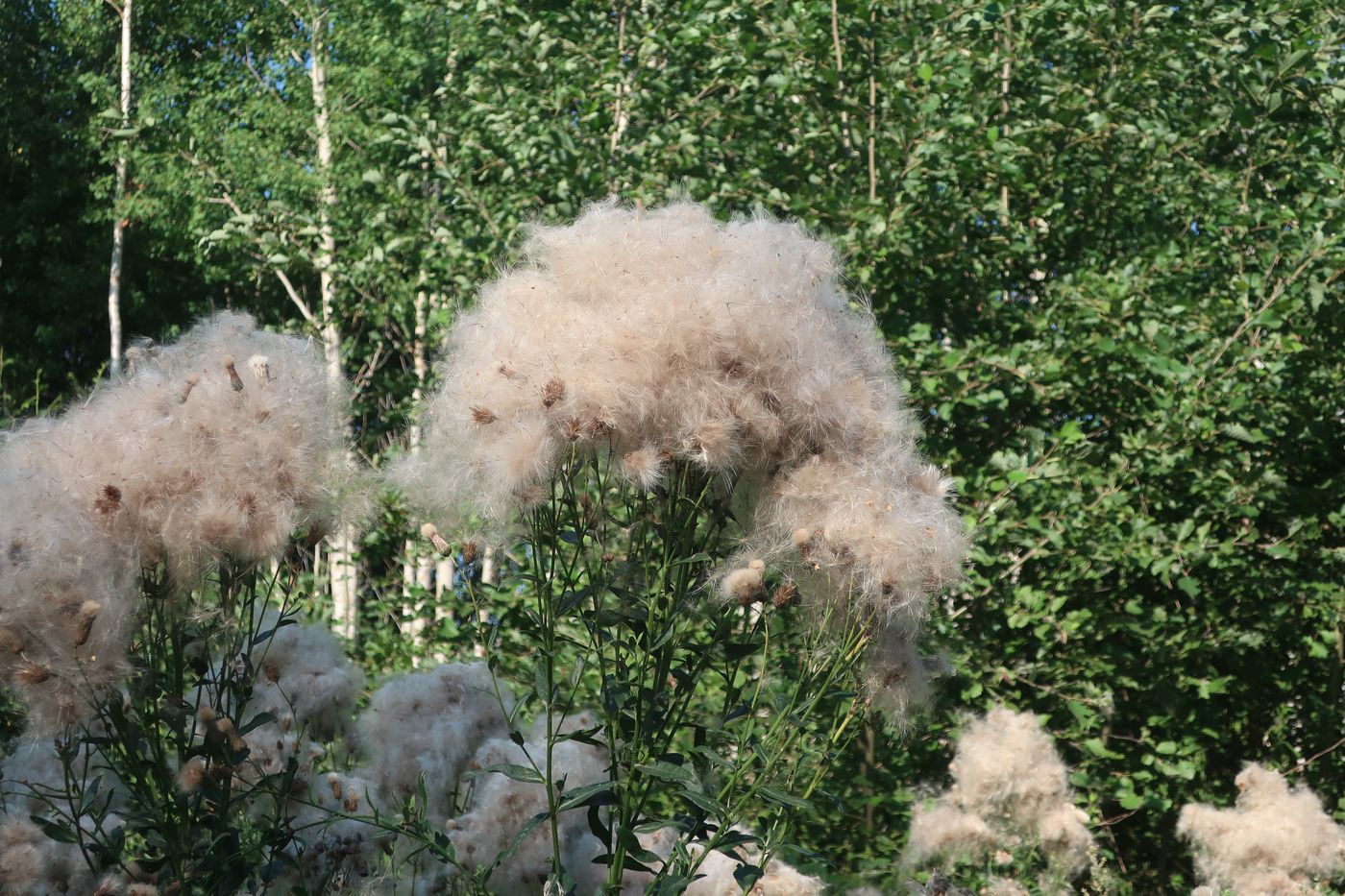 Image of Cirsium setosum specimen.