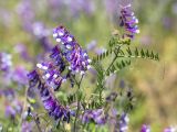 Vicia villosa. Верхушка цветущего растения. Волгоградская обл., Иловлинский р-н, окр. хут. Вилтов, дол. р. Дон, разнотравная степь. 31.05.2022.