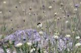 Cephalaria coriacea