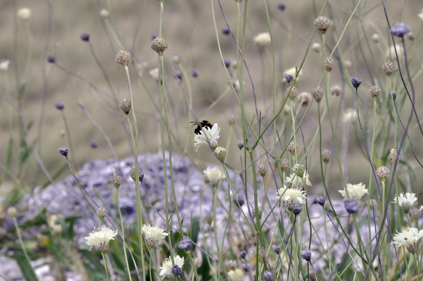 Изображение особи Cephalaria coriacea.