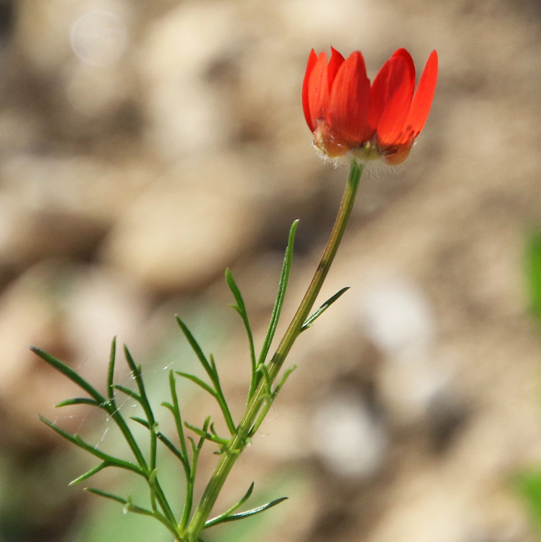 Изображение особи Adonis flammea.