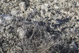 Astragalus danicus