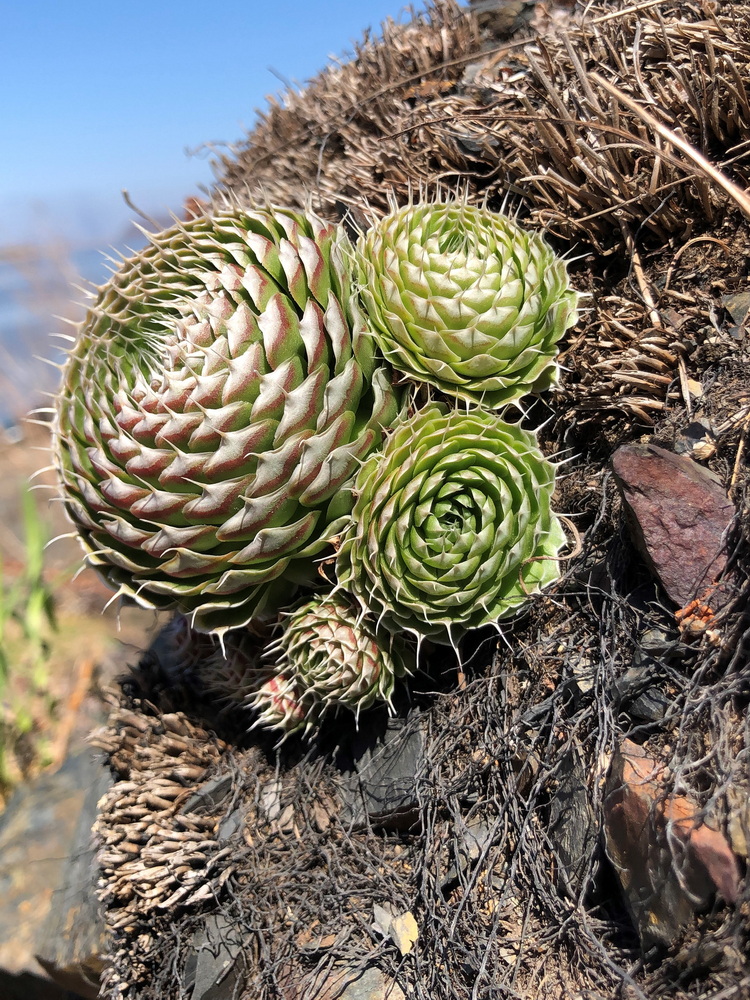Изображение особи Orostachys spinosa.