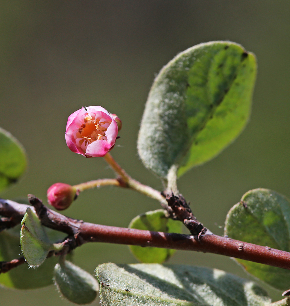 Image of Cotoneaster melanocarpus specimen.