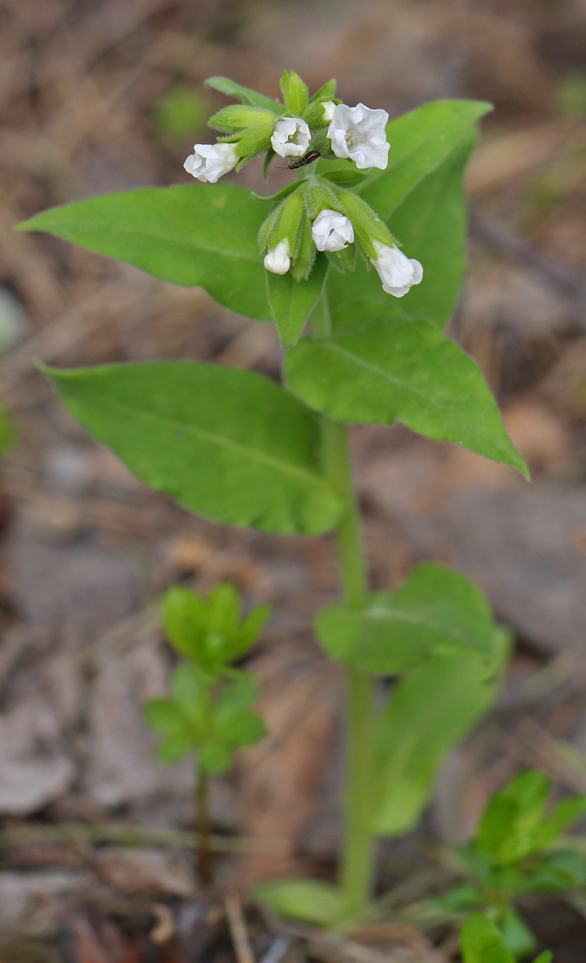 Image of Pulmonaria mollis specimen.