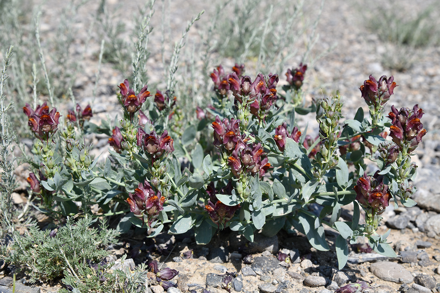 Изображение особи Linaria kokanica.