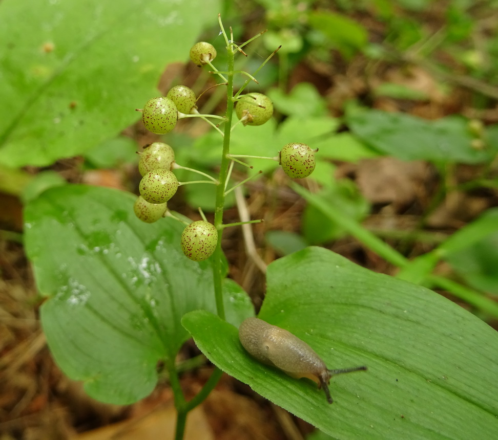 Image of Maianthemum bifolium specimen.