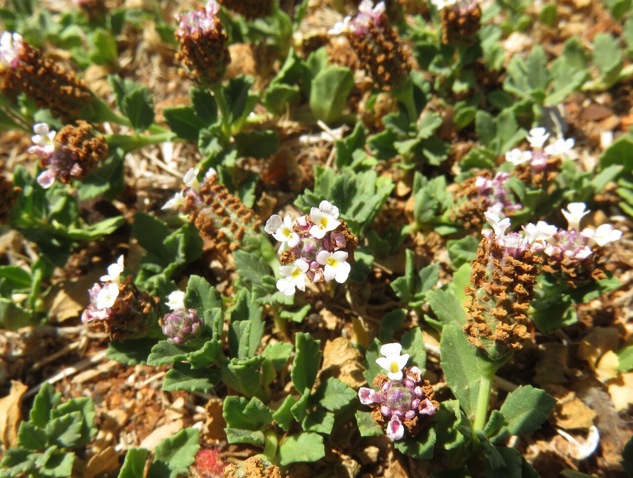 Image of Lippia nodiflora specimen.