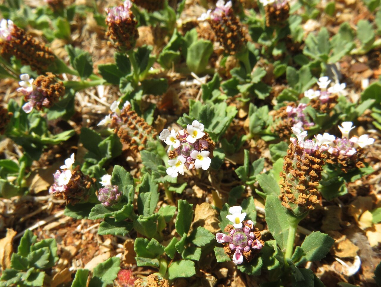 Изображение особи Lippia nodiflora.