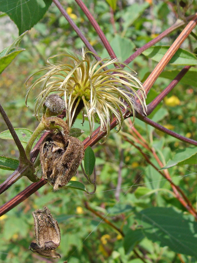 Image of Clematis fusca specimen.