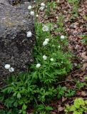 Anemone sylvestris