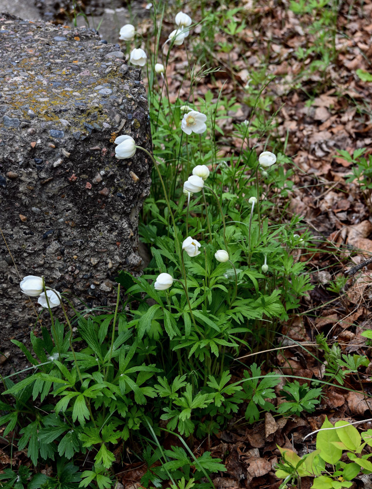 Image of Anemone sylvestris specimen.