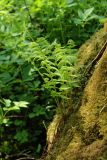 Athyrium filix-femina. Растения с развивающимися вайями. Ленинградская обл., Ломоносовский р-н, окр. дер. Ломаха; дно дол. р. Ламошка, пойменный широколиственный лес на известняке, замшелый валун на берегу второстепенного рукава реки. 21.05.2023.