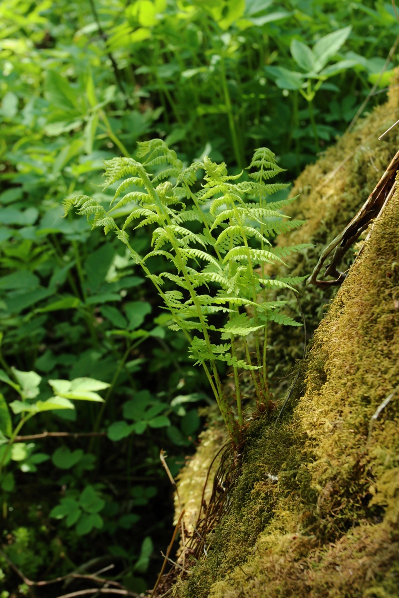 Изображение особи Athyrium filix-femina.