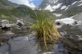 Deschampsia cespitosa