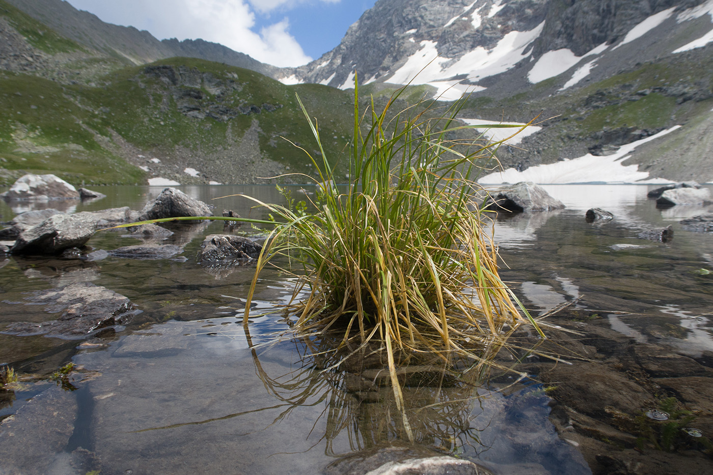 Image of Deschampsia cespitosa specimen.