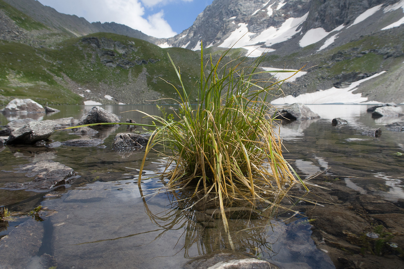 Изображение особи Deschampsia cespitosa.