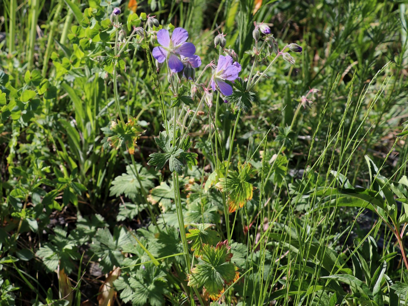 Изображение особи Geranium saxatile.