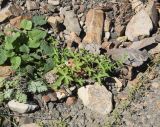Geranium sibiricum. Цветущее и плодоносящее. Чечня, Шаройский р-н, нижняя часть долины р. Цесиахк, среди камней на обочине дороги. 10 августа 2023 г.